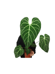Anthurium Regale groß