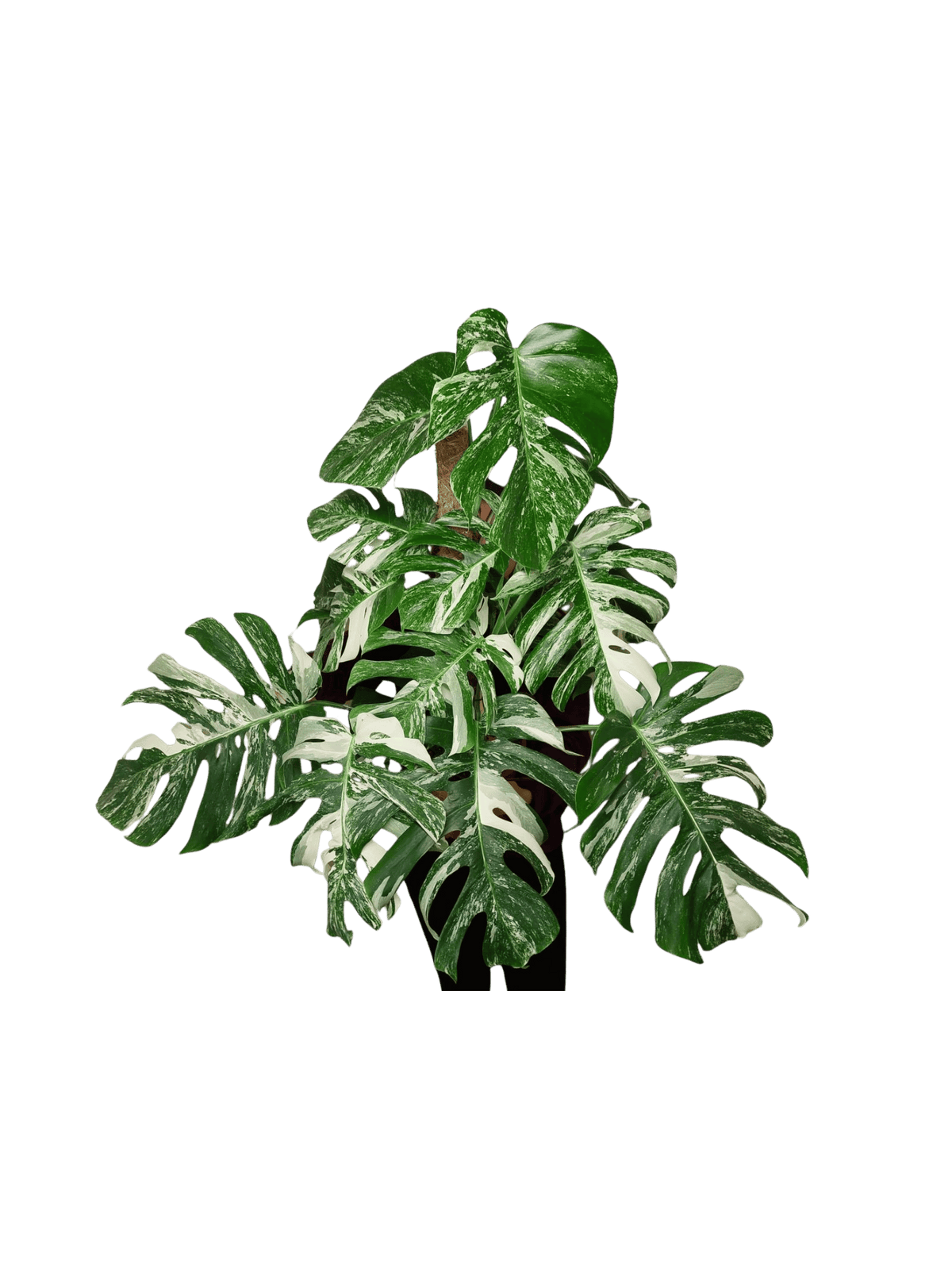 Monstera Variegata buschig