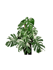 Monstera Variegata buschig