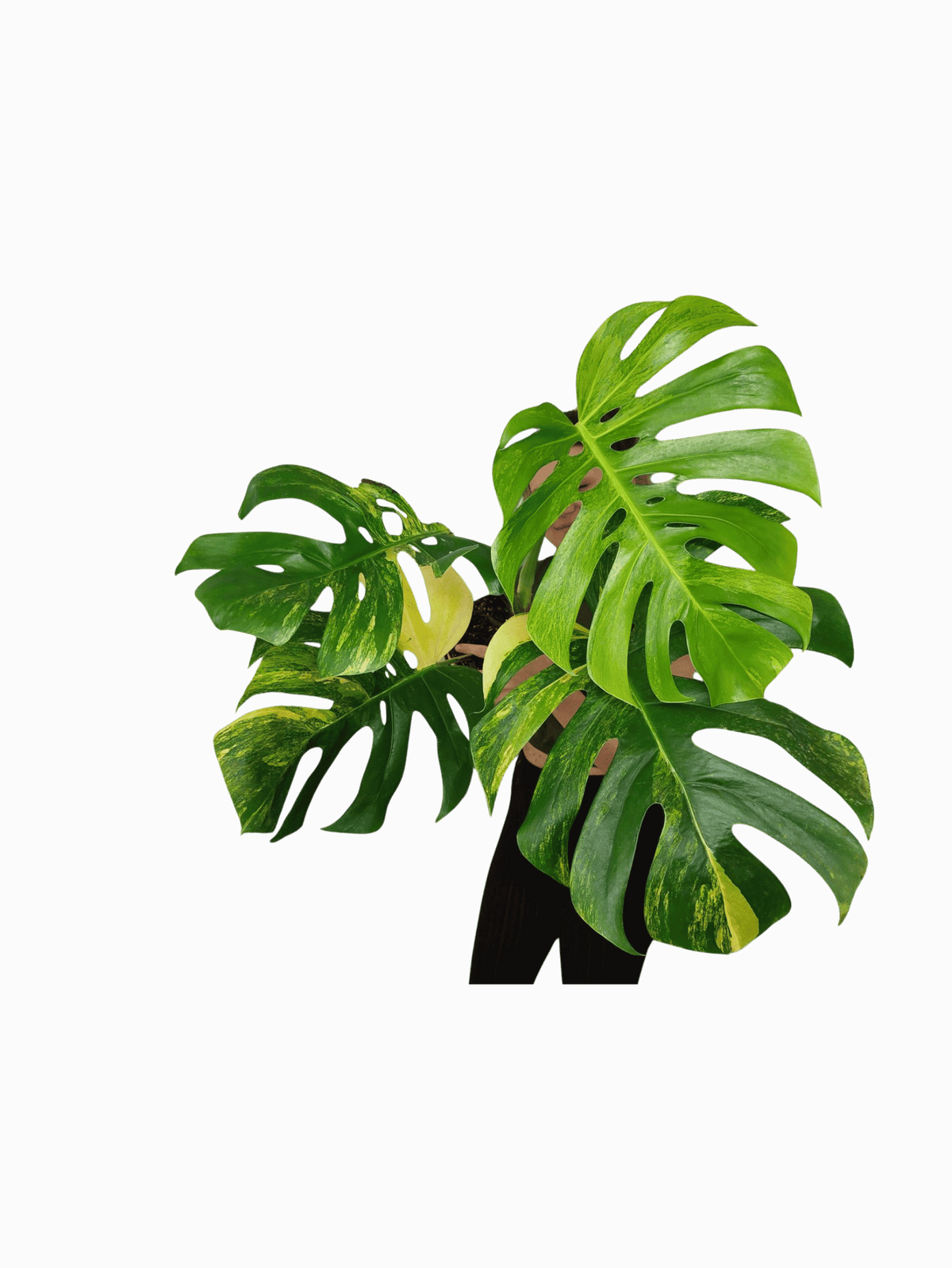 Monstera Aurea