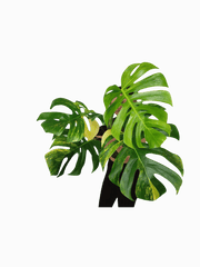 Monstera Aurea