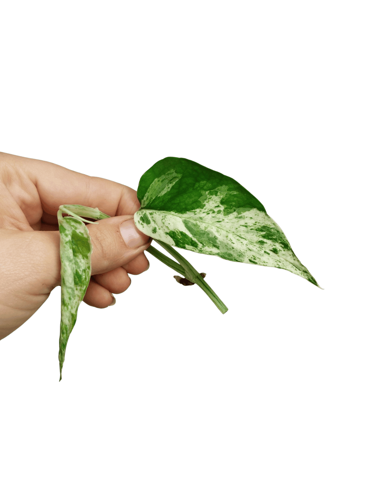 Epipremnum Cebu Blue Variegata Stecklinge