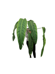 Philodendron Patriciae XXL