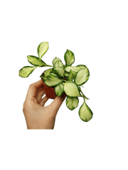 Hoya Heuschkeliana Variegata