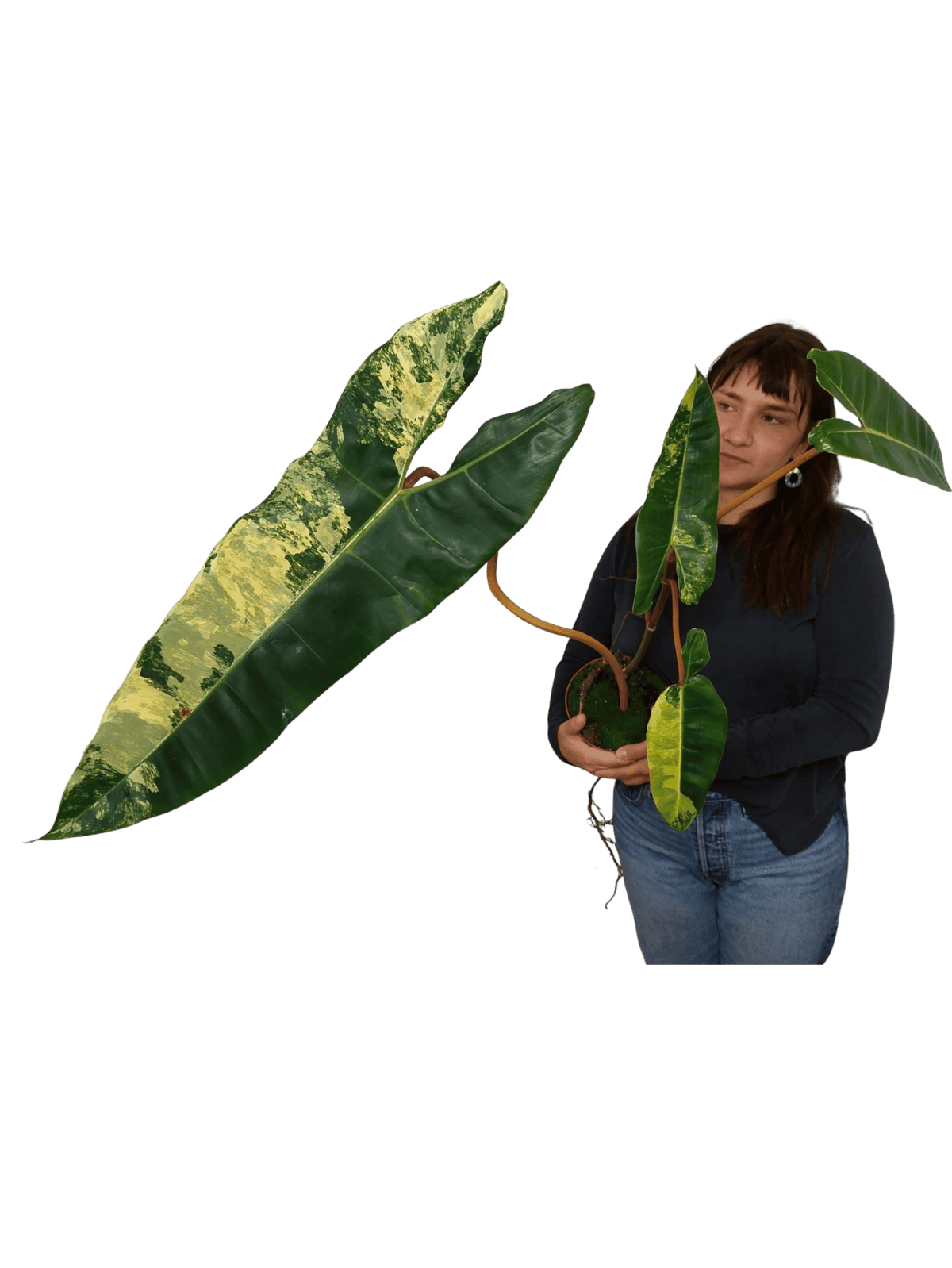 Philodendron Billietiae Variegata XXL