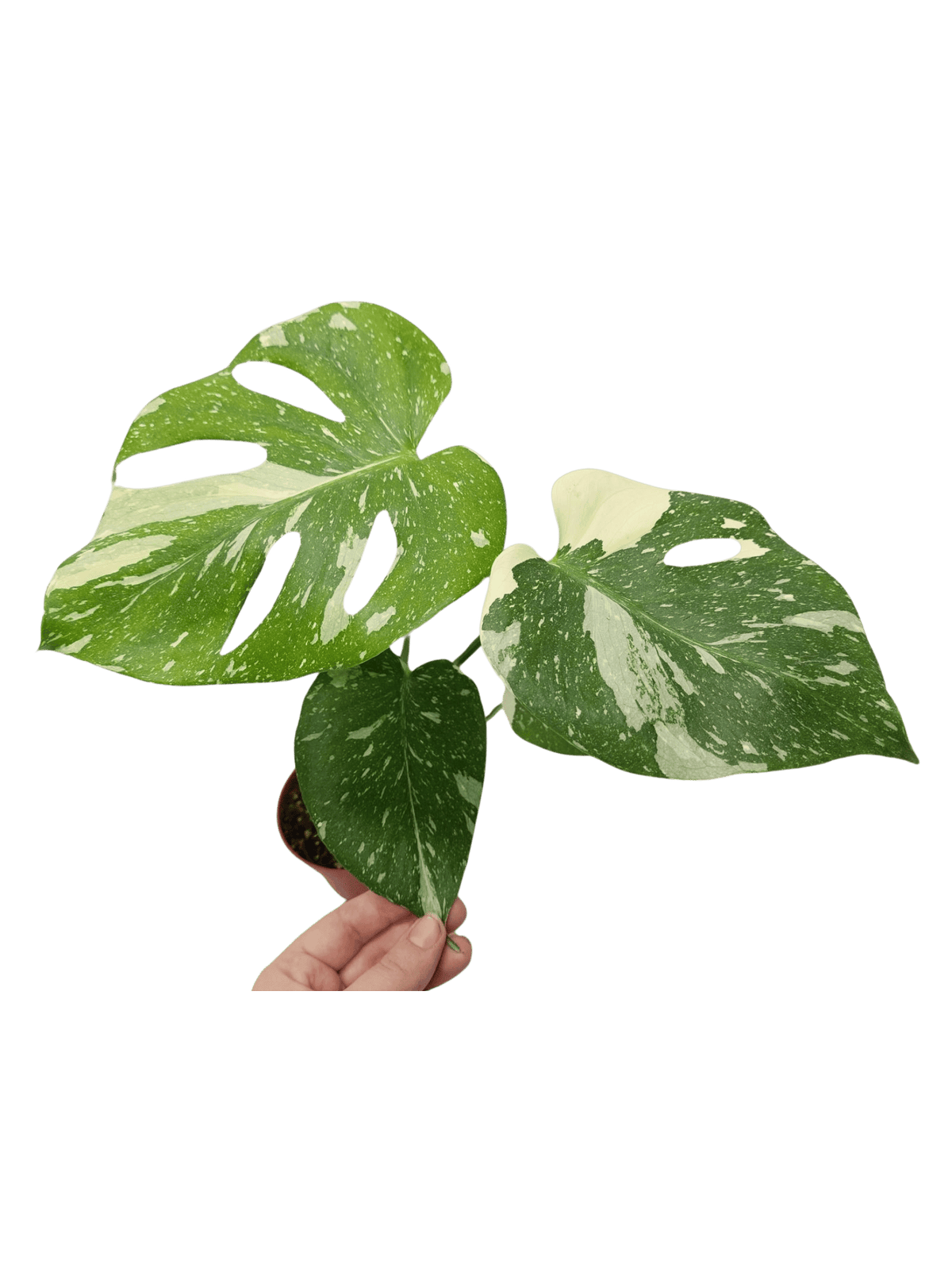 Monstera Thai Constellation