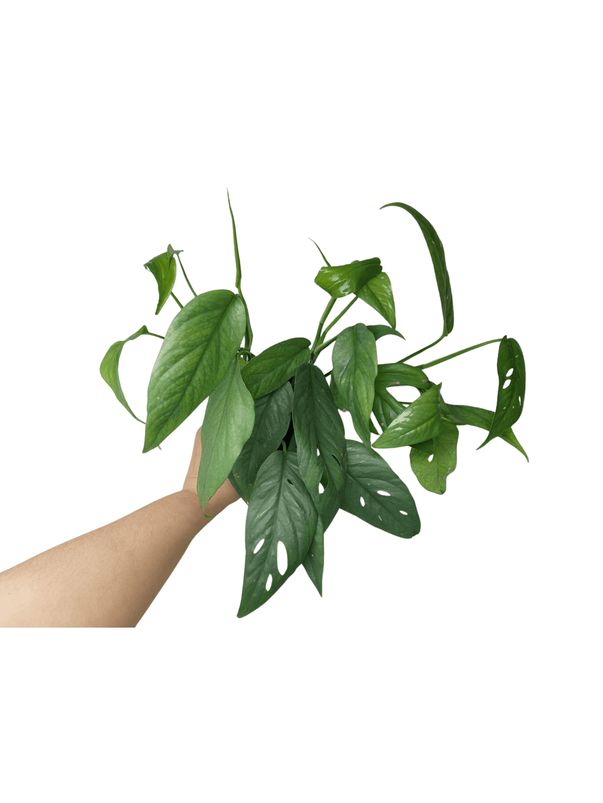 Epipremnum Cebu Blue