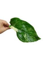 Monstera Lechleriana Variegata Stecklinge