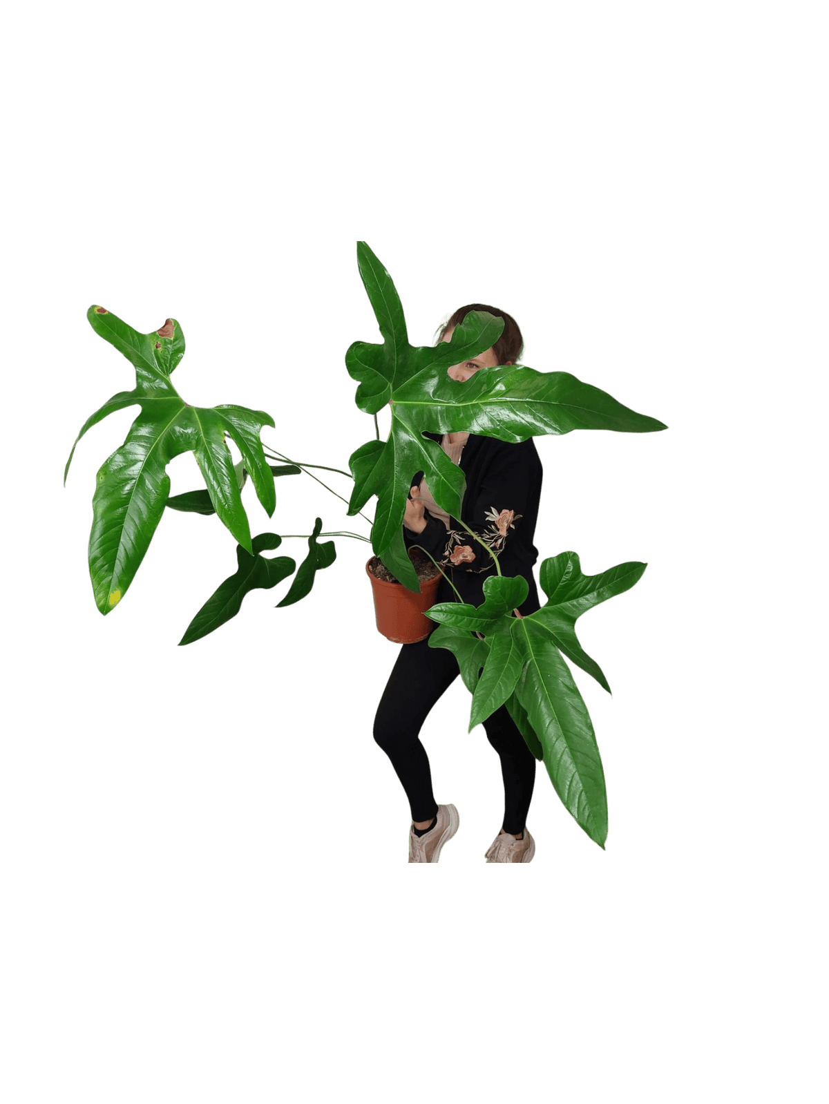 Anthurium Pedatum