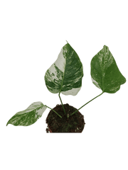 Monstera Variegata Stecklinge eingetopft