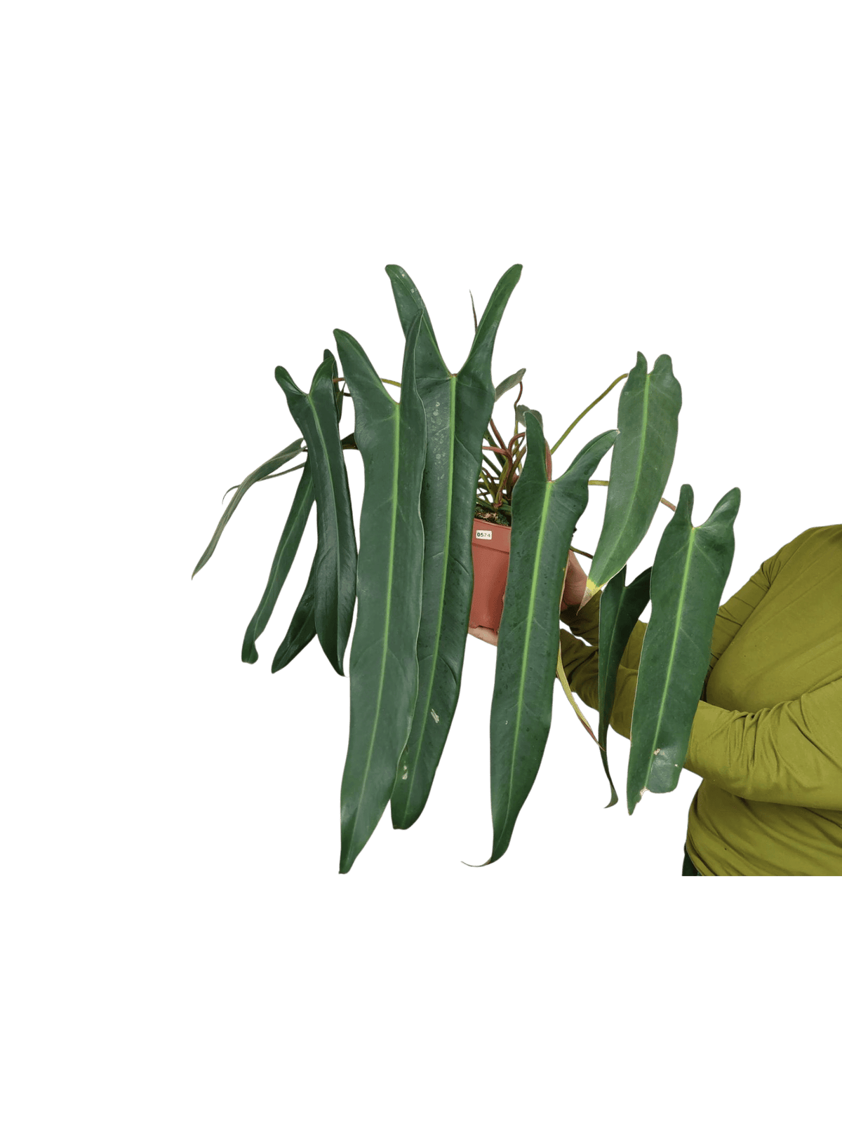 Philodendron Spiritus Sancti Adult buschig