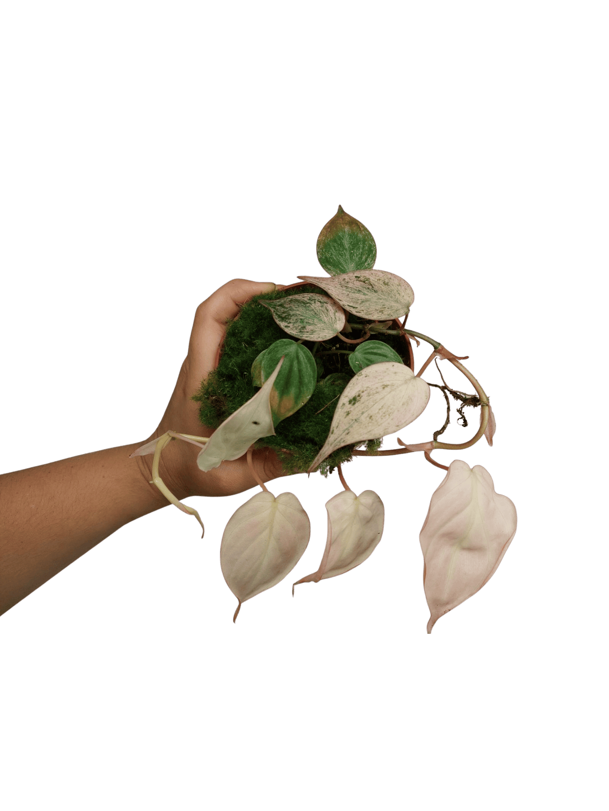 Philodendron Micans Pink Variegata