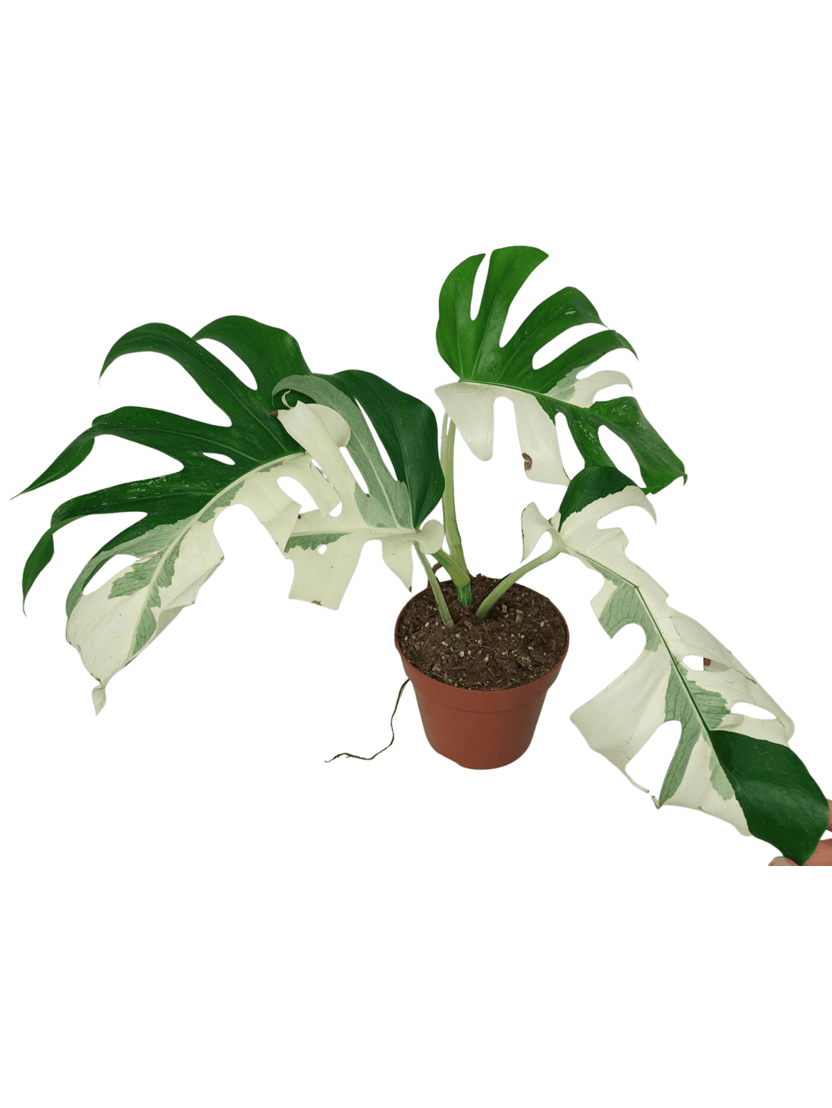 Sad Plants