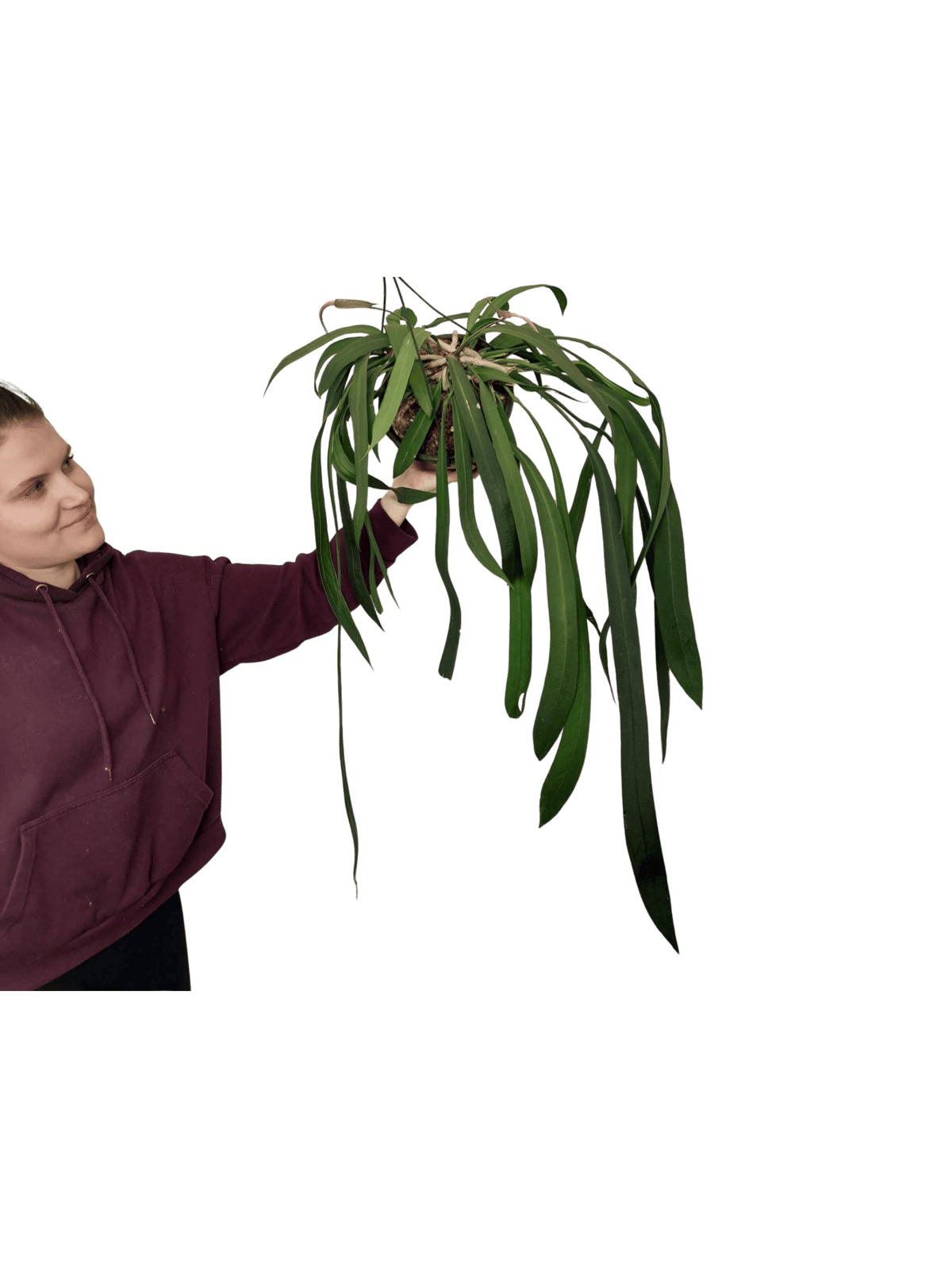 Anthurium Vittarifolium Groß