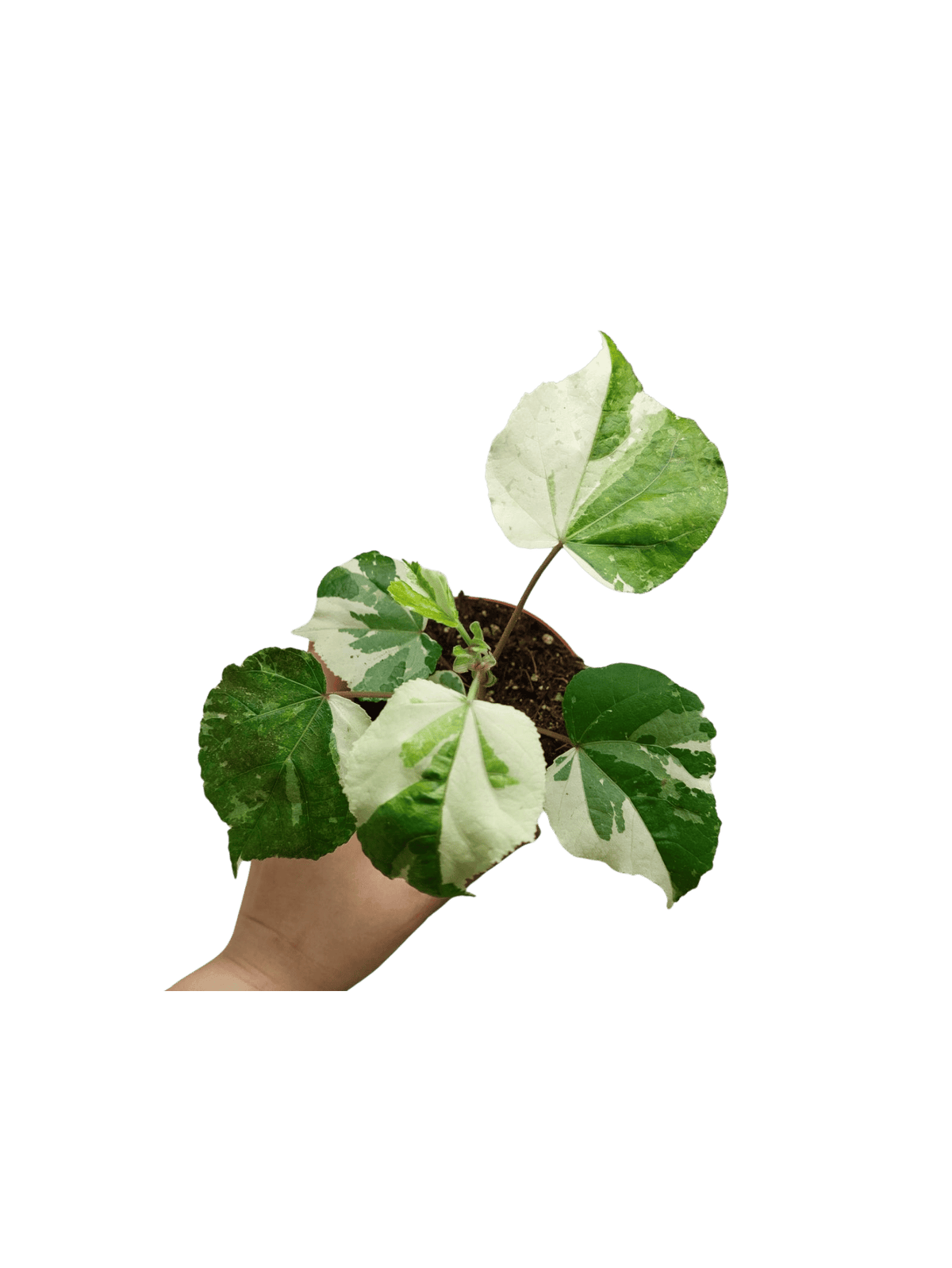 Hibiscus Variegata