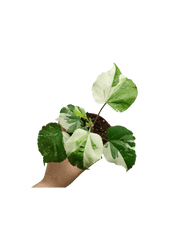 Hibiscus Variegata