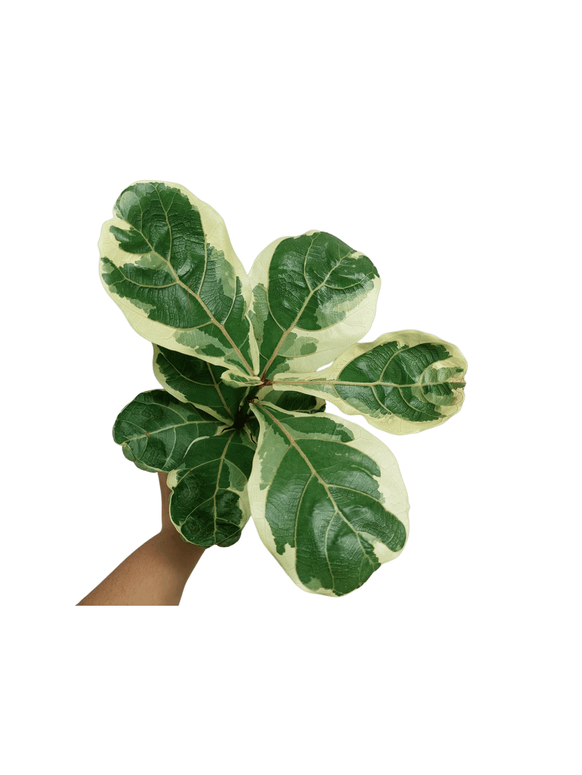 Ficus Lyrata Variegata