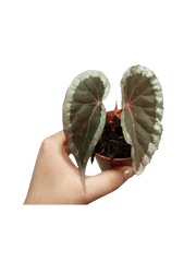 Begonia Baramensis
