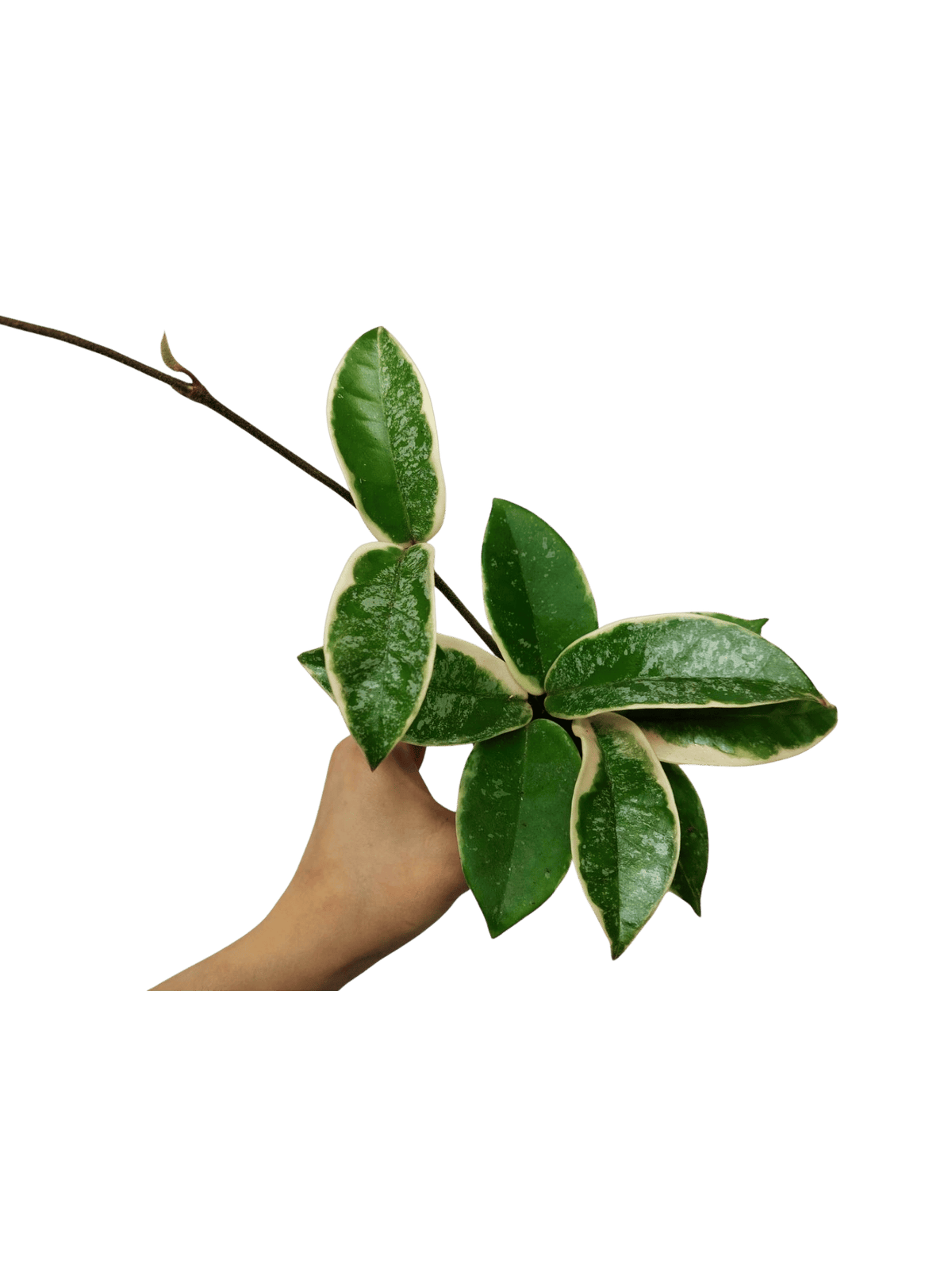 Hoya Carnosa Krimson Queen Splash