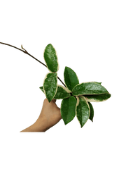 Hoya Carnosa Krimson Queen Splash