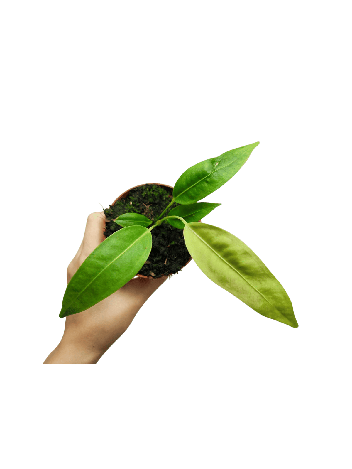 Anthurium Legume
