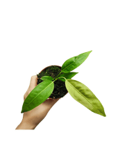 Anthurium Legume