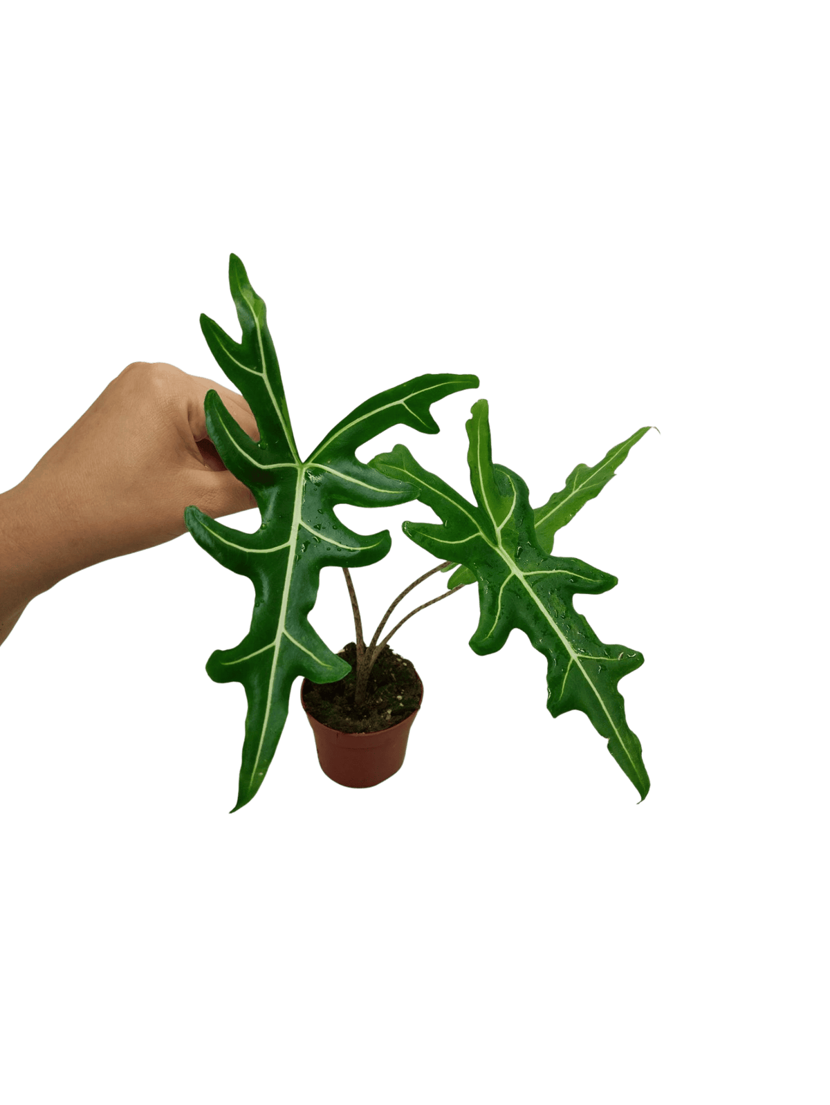 Alocasia Portei Green on Green Variegata