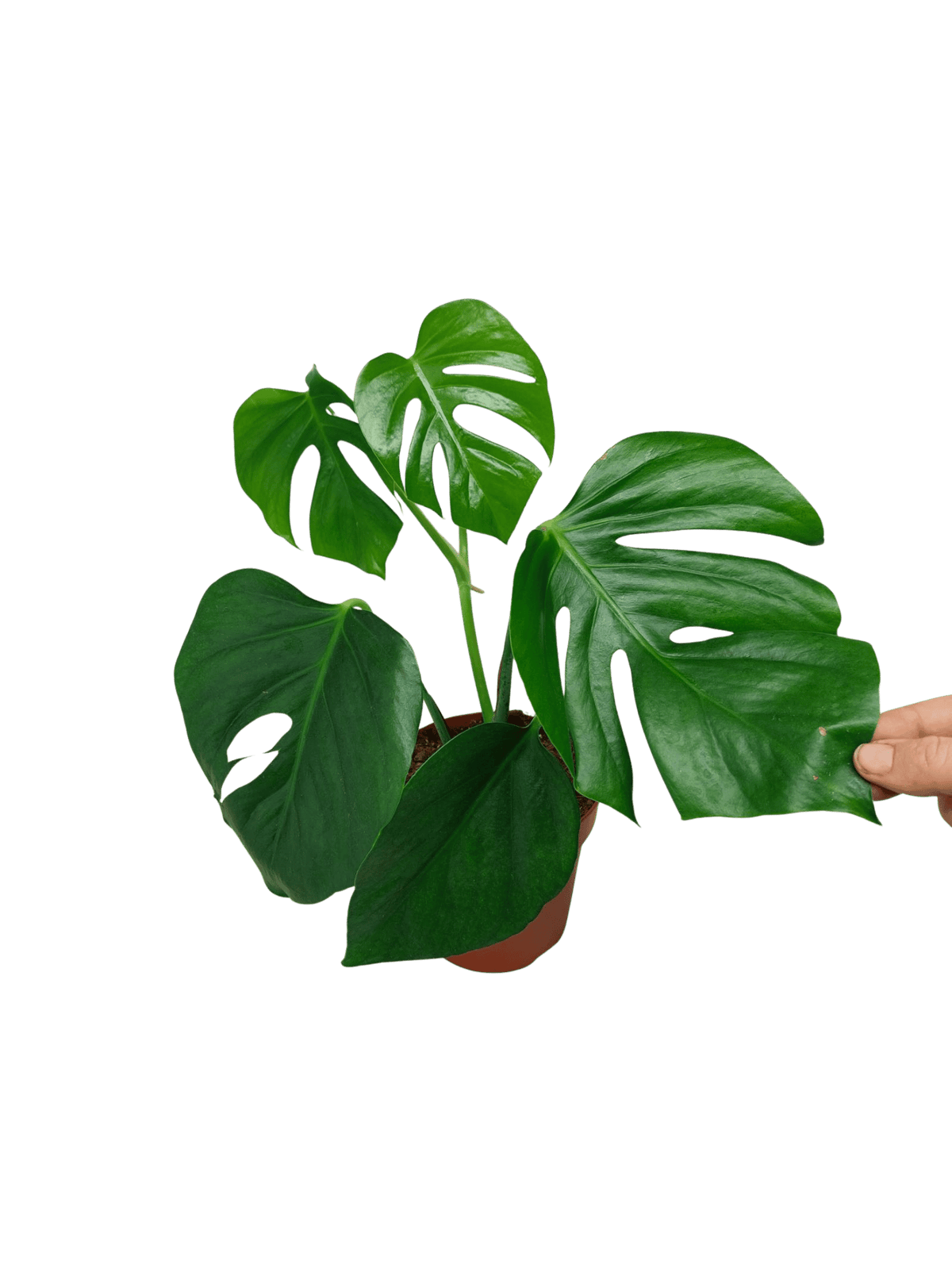 Monstera Sierrana Mexican Form