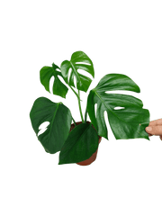 Monstera Sierrana Mexican Form