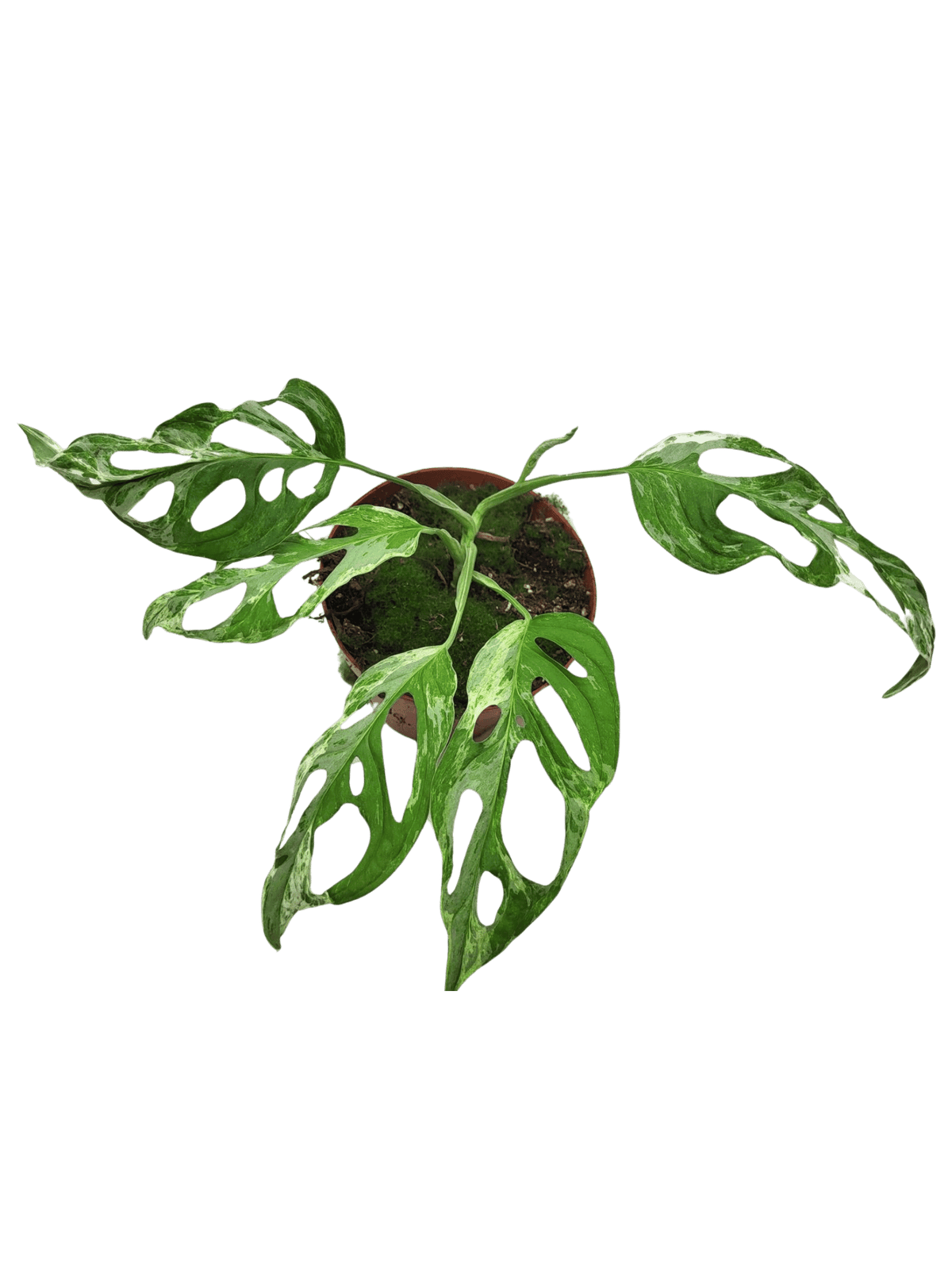 Monstera Adansonii Indonesian Marble