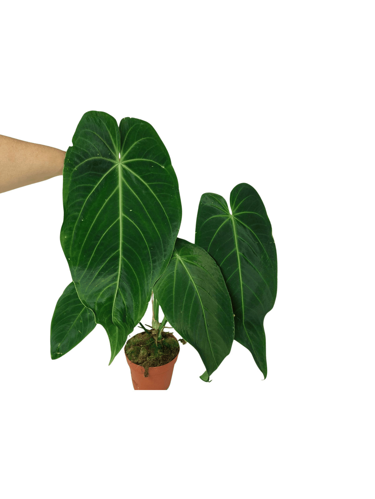 Anthurium Warocqueanum x Waterburyanum