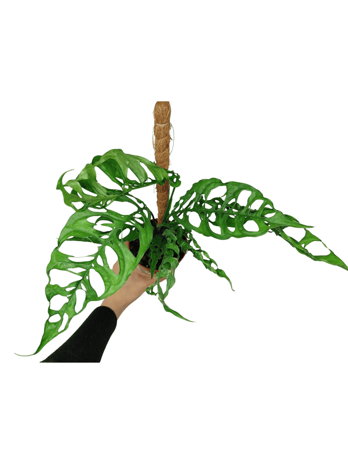 Monstera Obliqua Peru