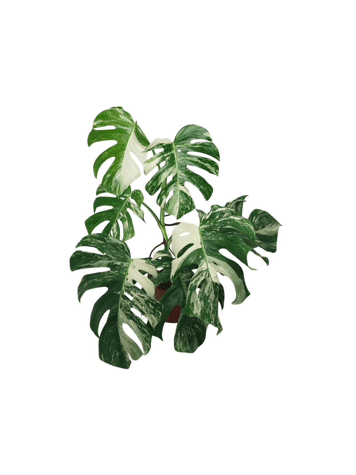Monstera Variegata (zum aussuchen)