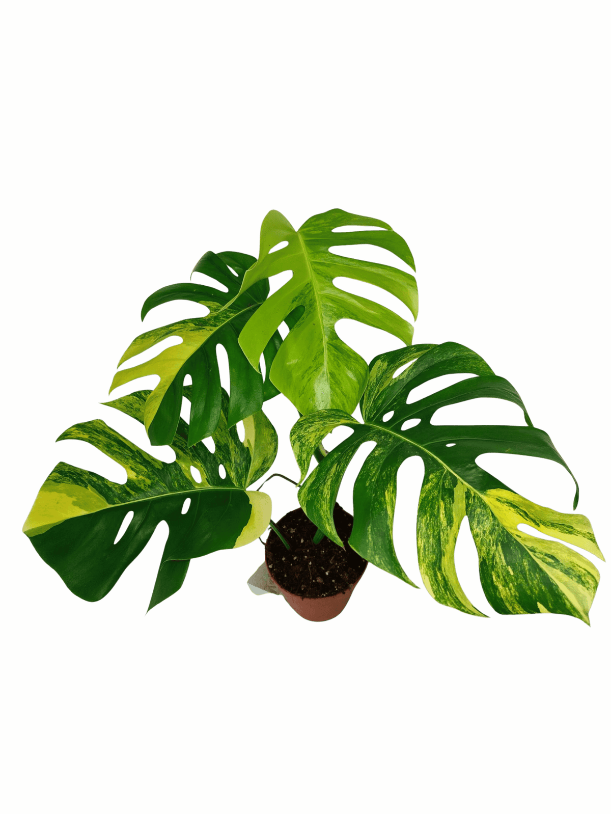 Monstera Aurea