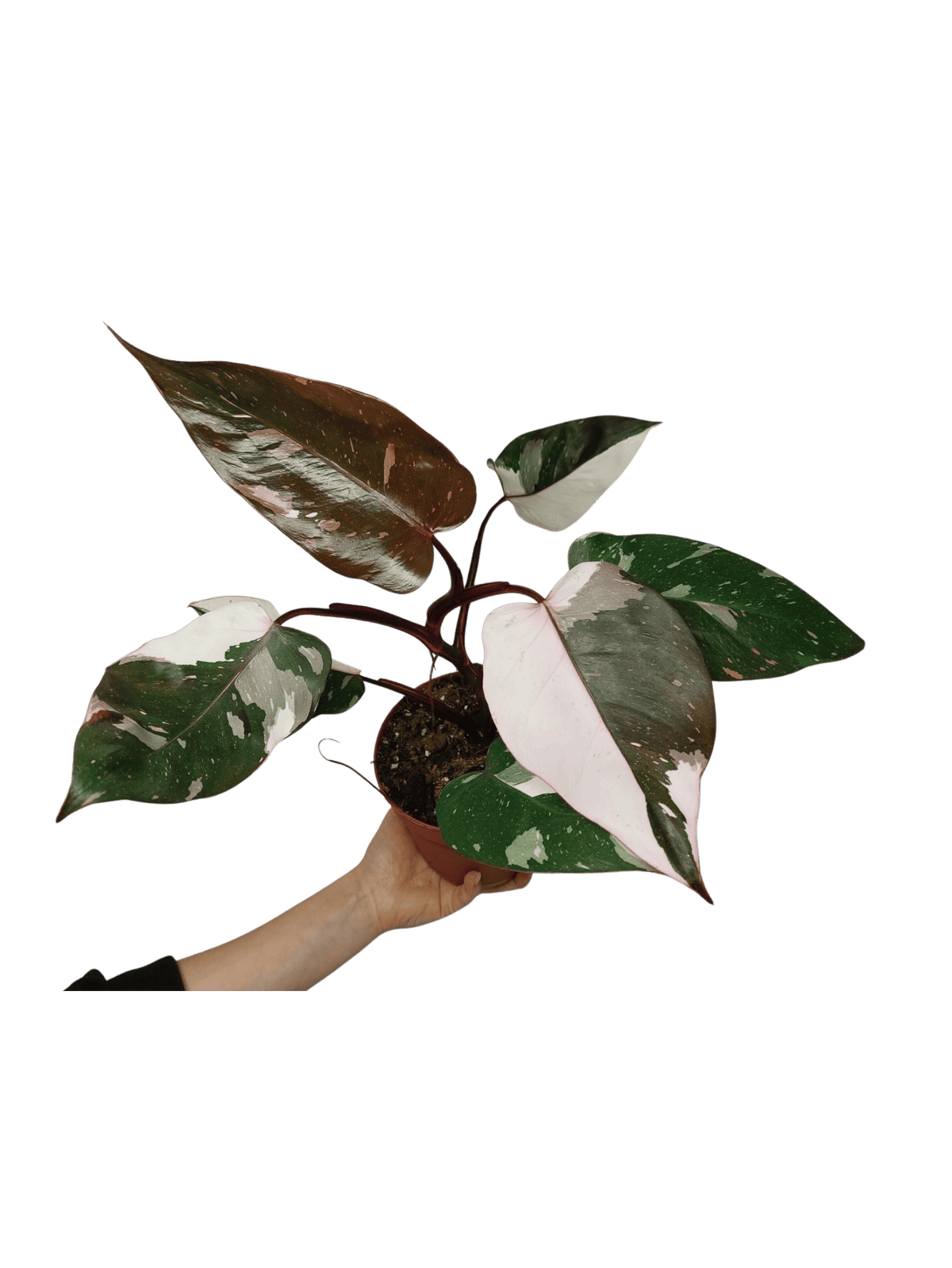 Philodendron Red Anderson Pink