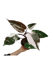 Philodendron Red Anderson Pink