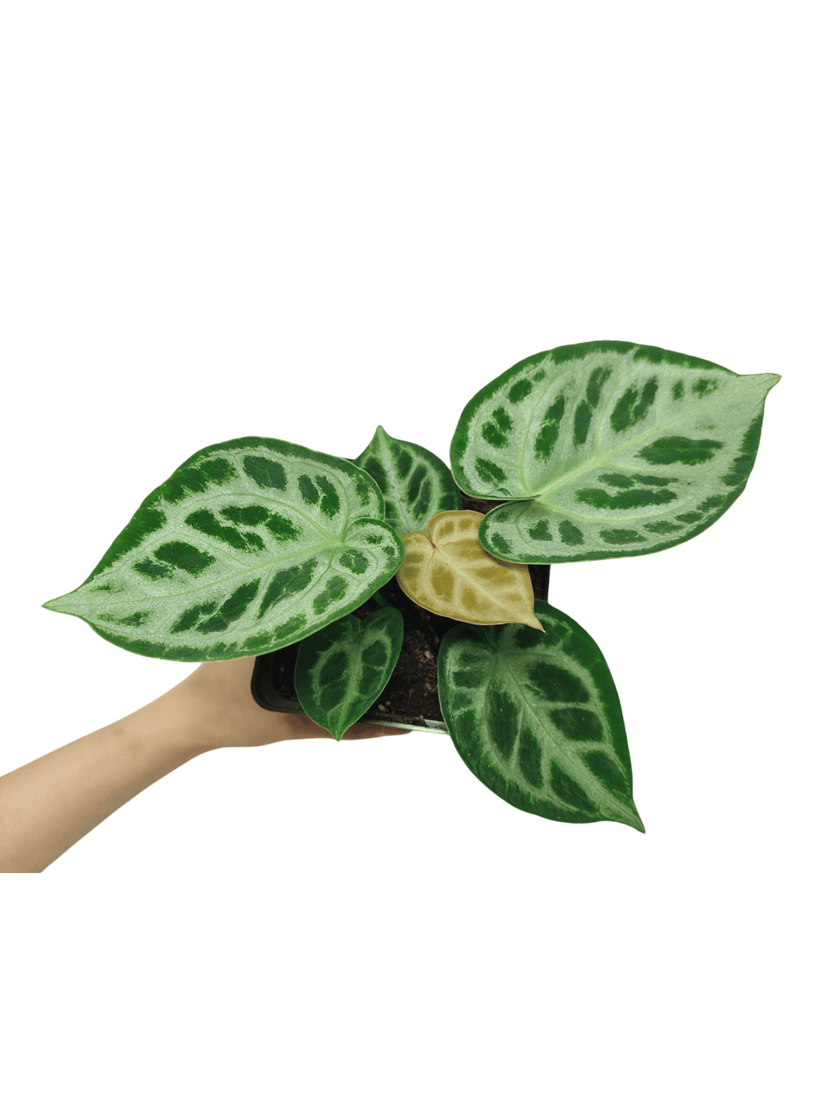 Anthurium Crystallinum Silver Blush