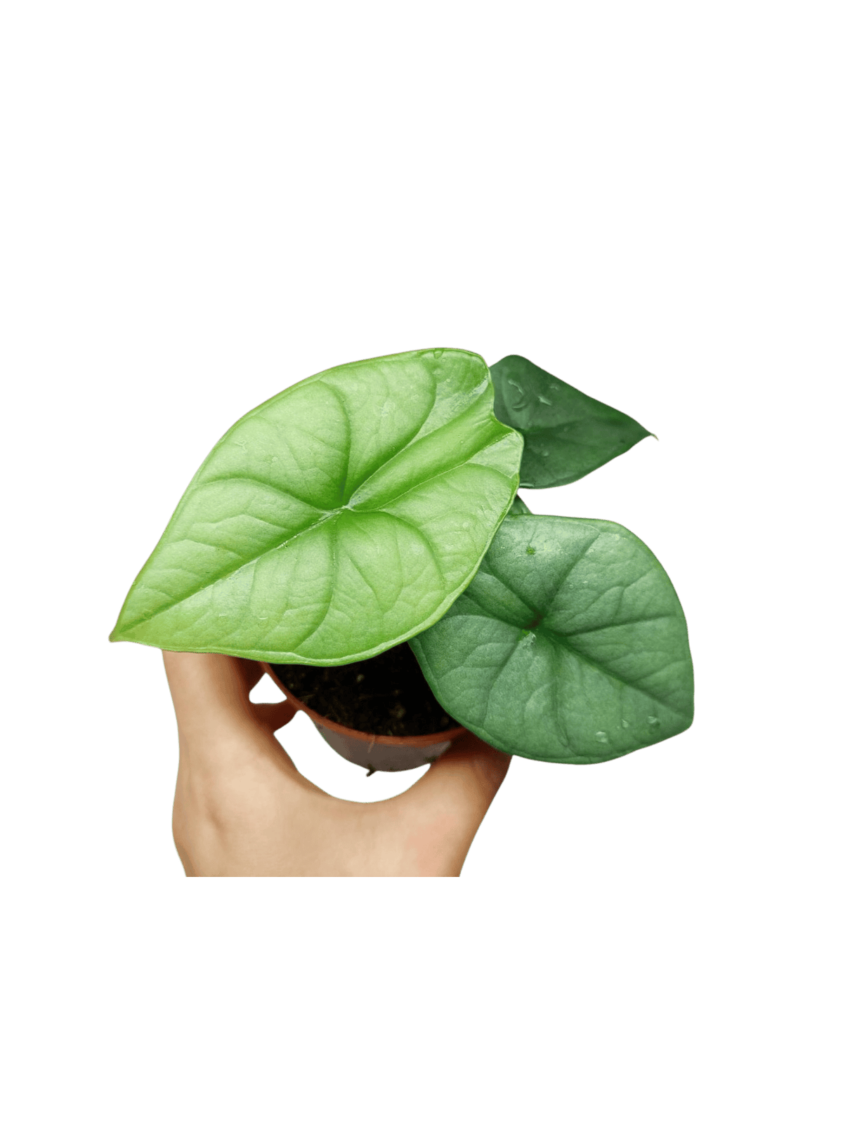 Alocasia Platinum