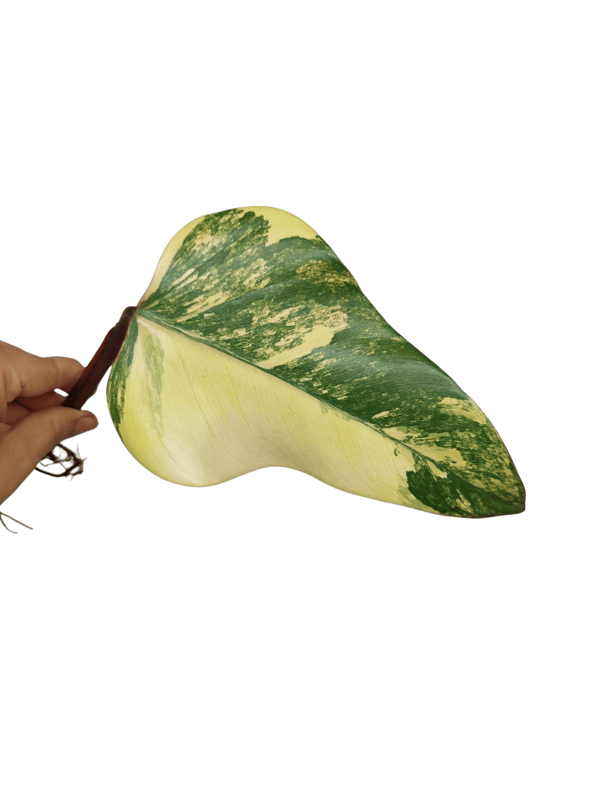 Philodendron Strawberry Shake Steckling (zum aussuchen)