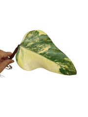 Philodendron Strawberry Shake Steckling (zum aussuchen)