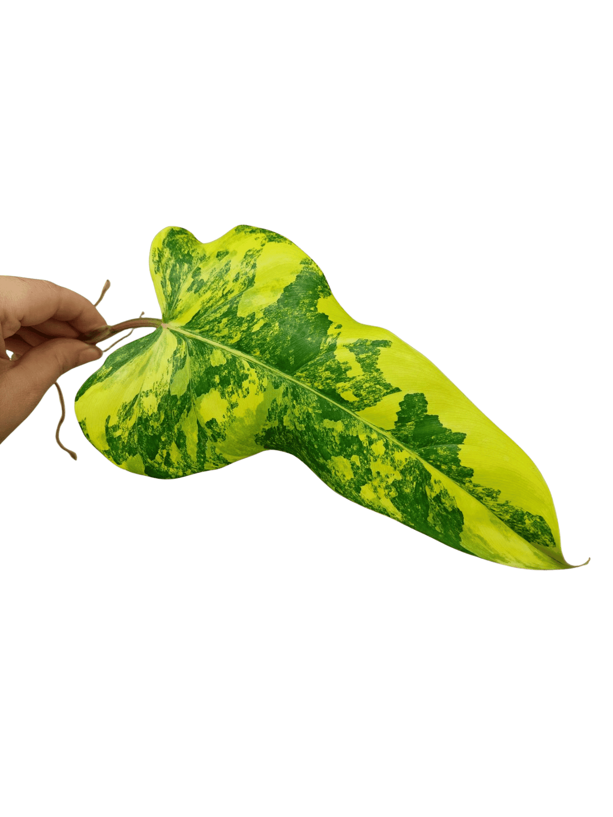 Philodendron Domesticum Variegata Steckling