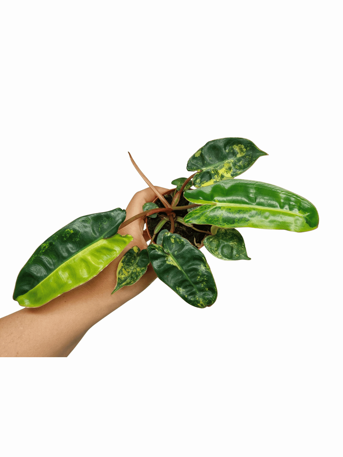 Philodendron Billietiae Variegata (zum aussuchen)