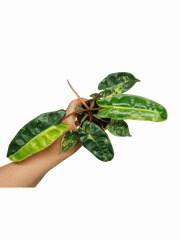 Philodendron Billietiae Variegata (zum aussuchen)