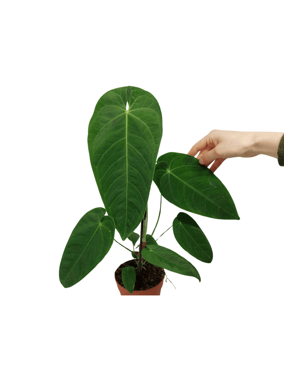 Anthurium Queremalense