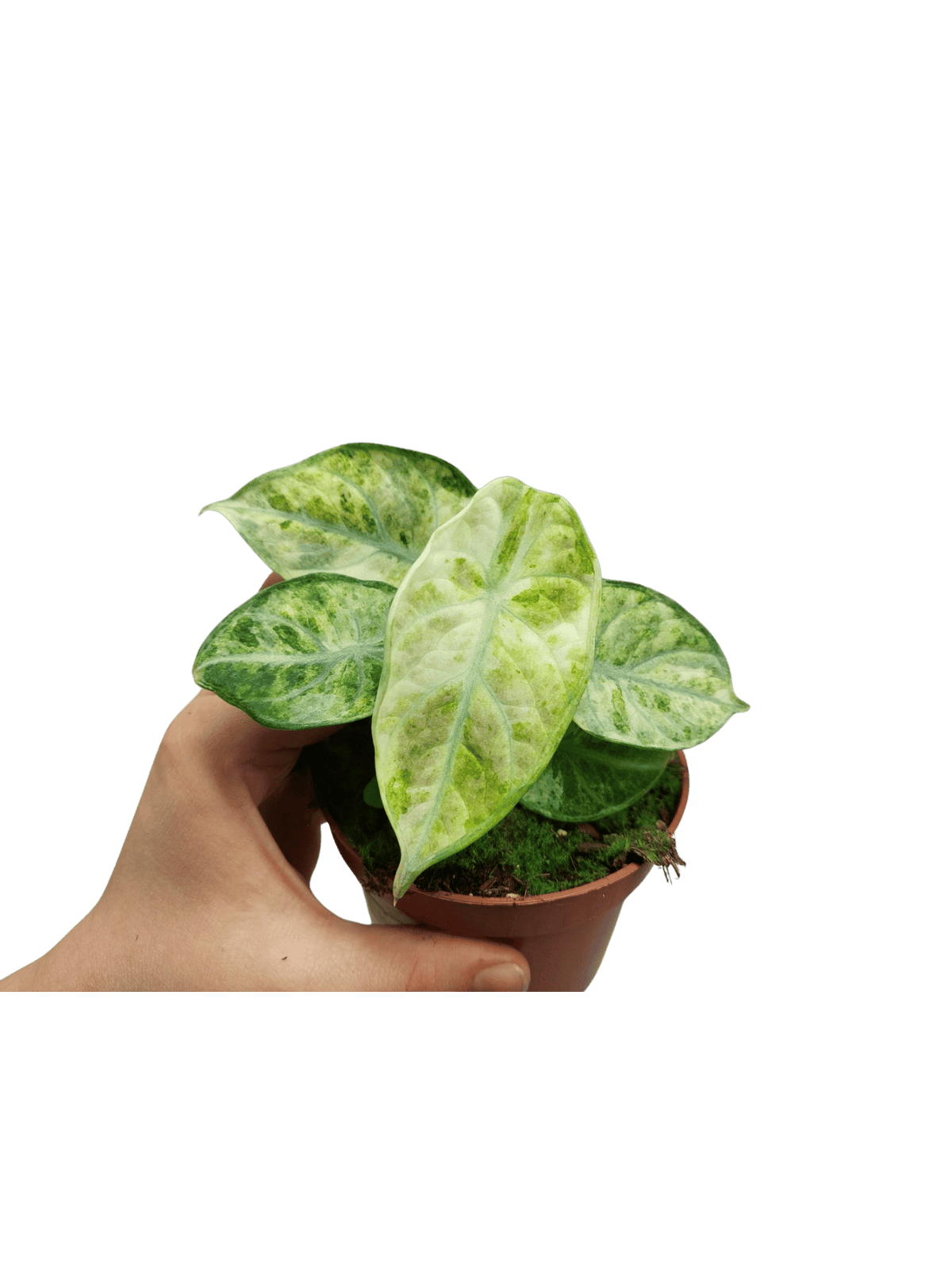 Alocasia Ninja Tricolor