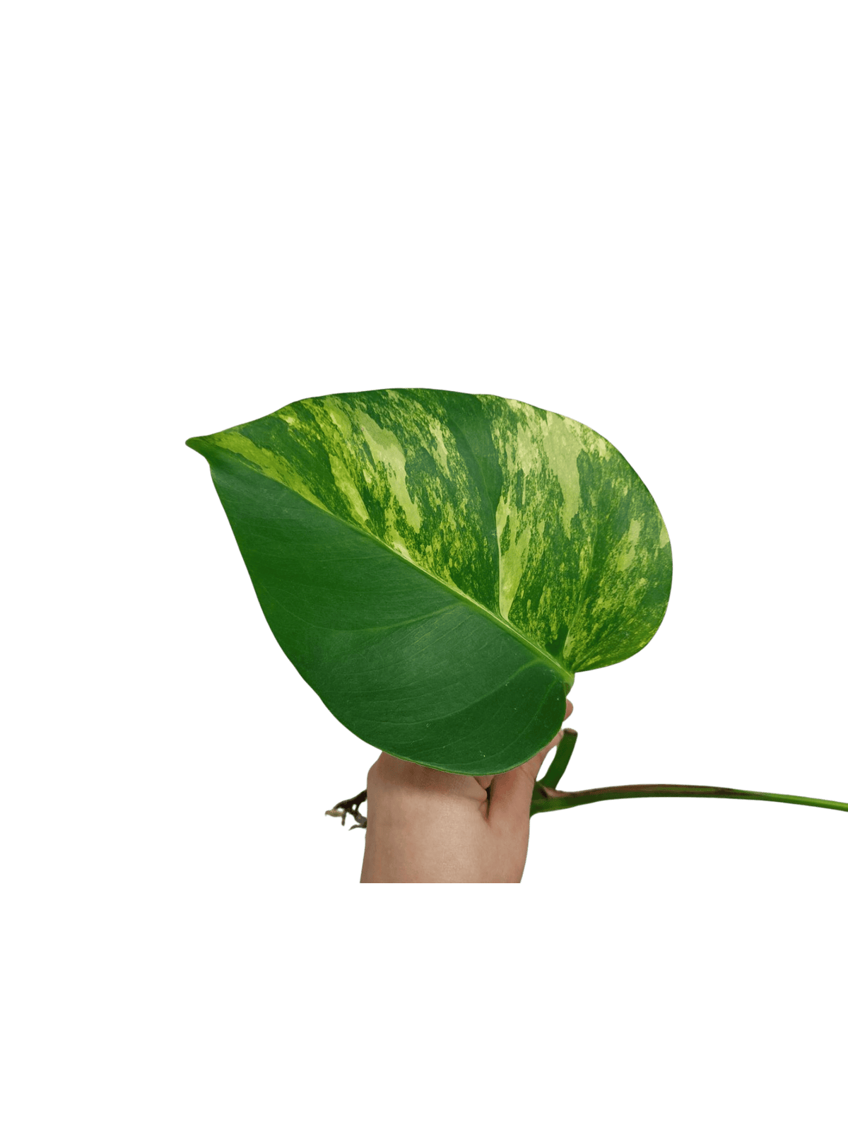 Monstera Aurea Stecklinge