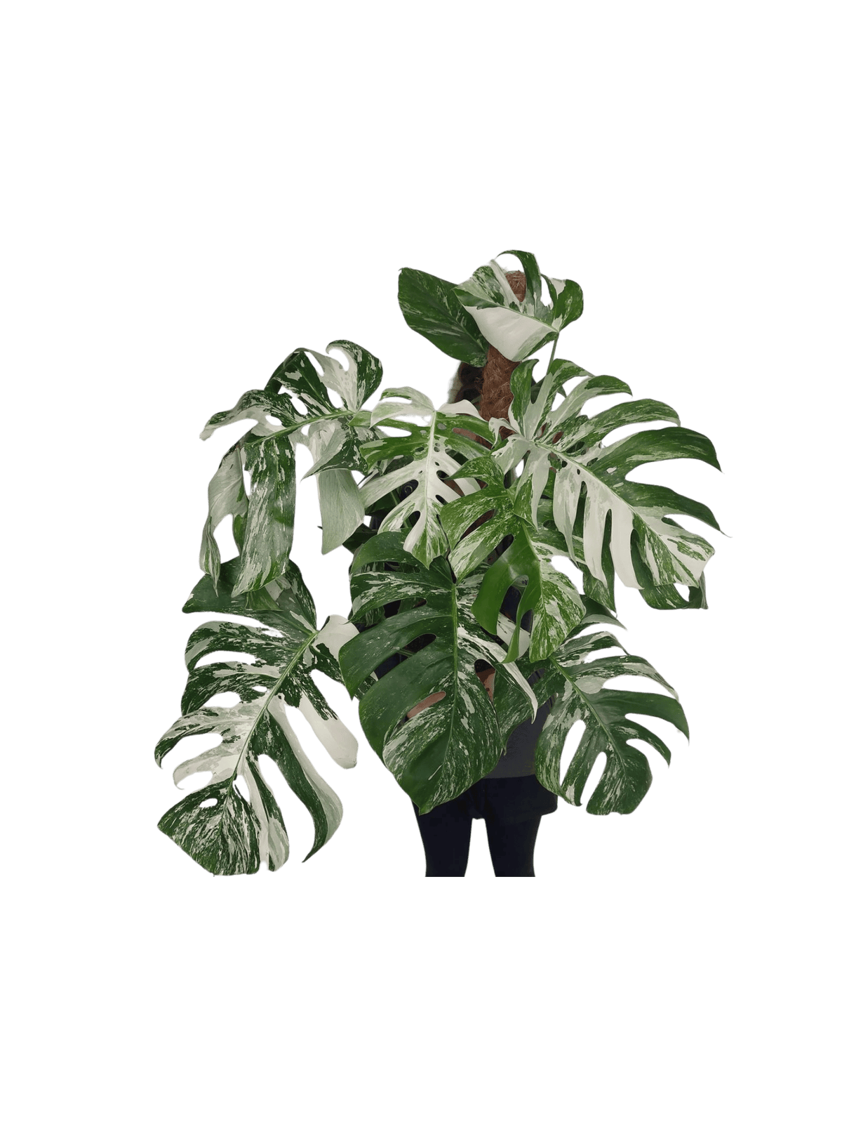 Monstera Variegata buschig