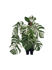 Monstera Variegata buschig