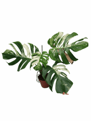 Monstera Variegata Adult