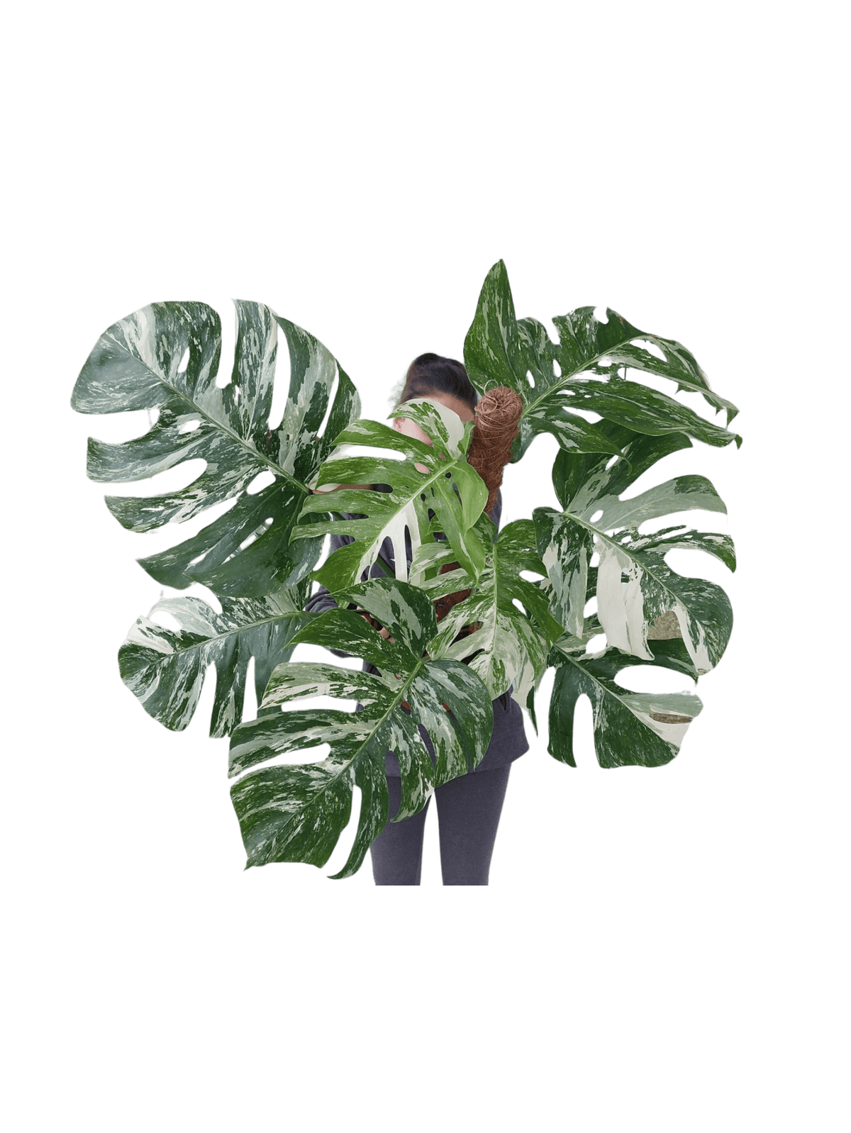 Monstera Variegata buschig